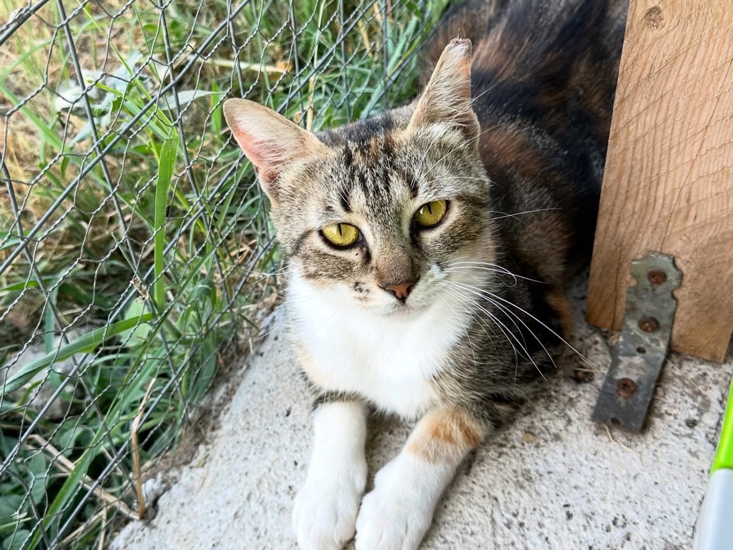 Adozione gatto, femmina, Razza sconosciuta Razza sconosciuta, 1 anno e 11 mesi, taglia non valida, Roma