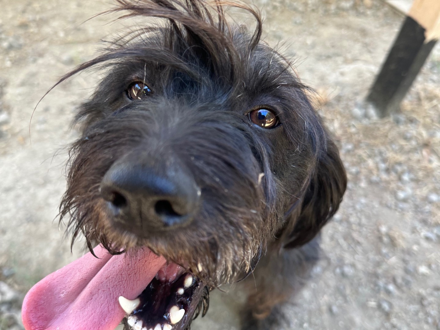 Adozione cane, femmina, Schnauzer Razza sconosciuta, 5 anni e 4 mesi, taglia media, Roma