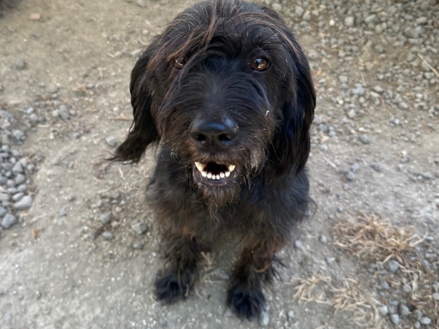 Adotta un cane, femmina, 5 anni e 4 mesi, Roma