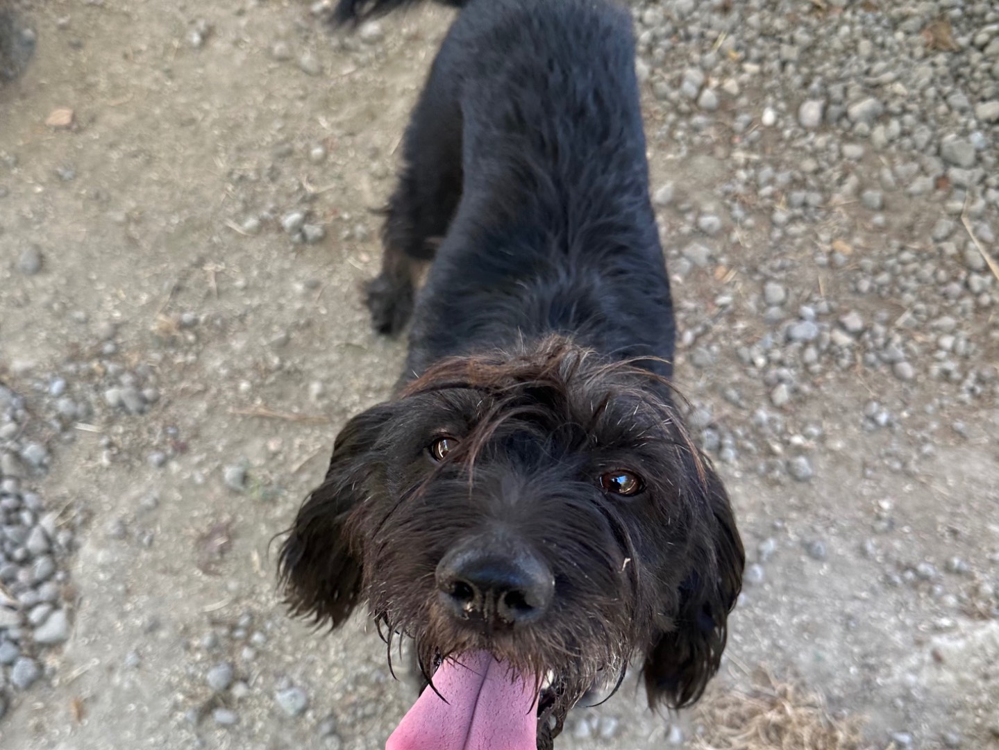 Adotta un cane, taglia media, femmina, Roma