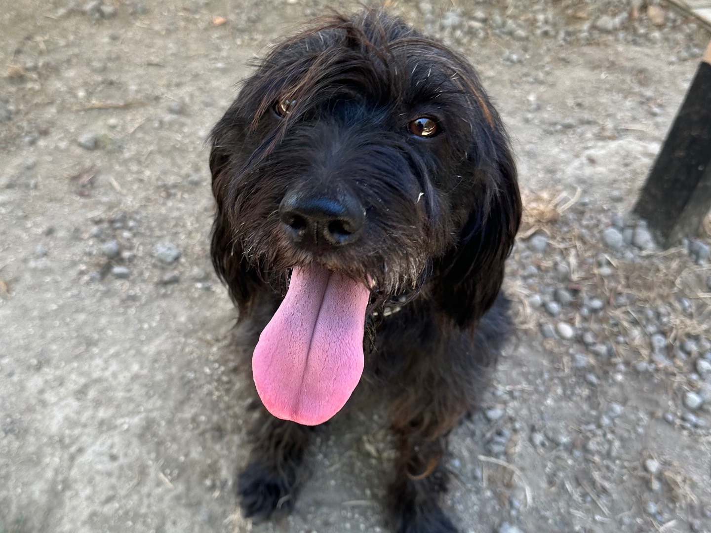 Vuoi adottare un cane a Roma?