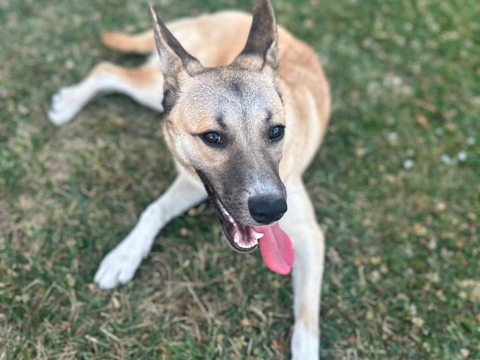 Adozione cane, femmina, Pastore tedesco Razza sconosciuta, 1 anno, taglia media contenuta, Udine