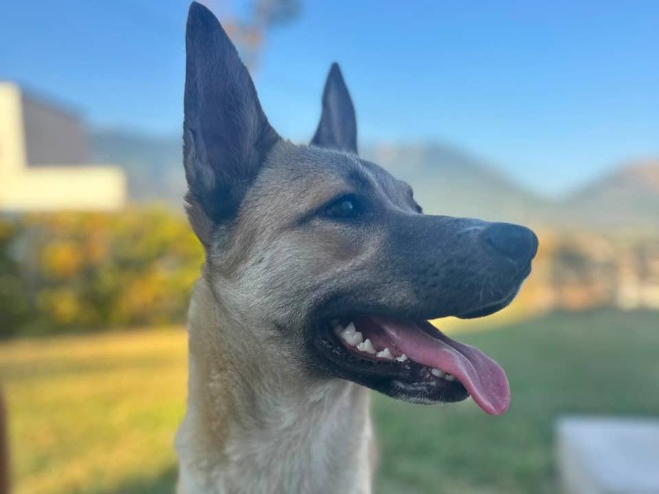 Adotta un cane, femmina, 1 anno, Udine