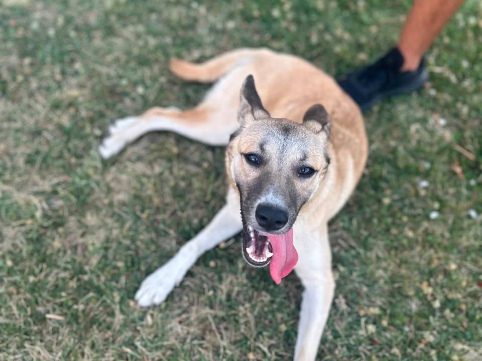 Adotta un cane, taglia media contenuta, femmina, Udine