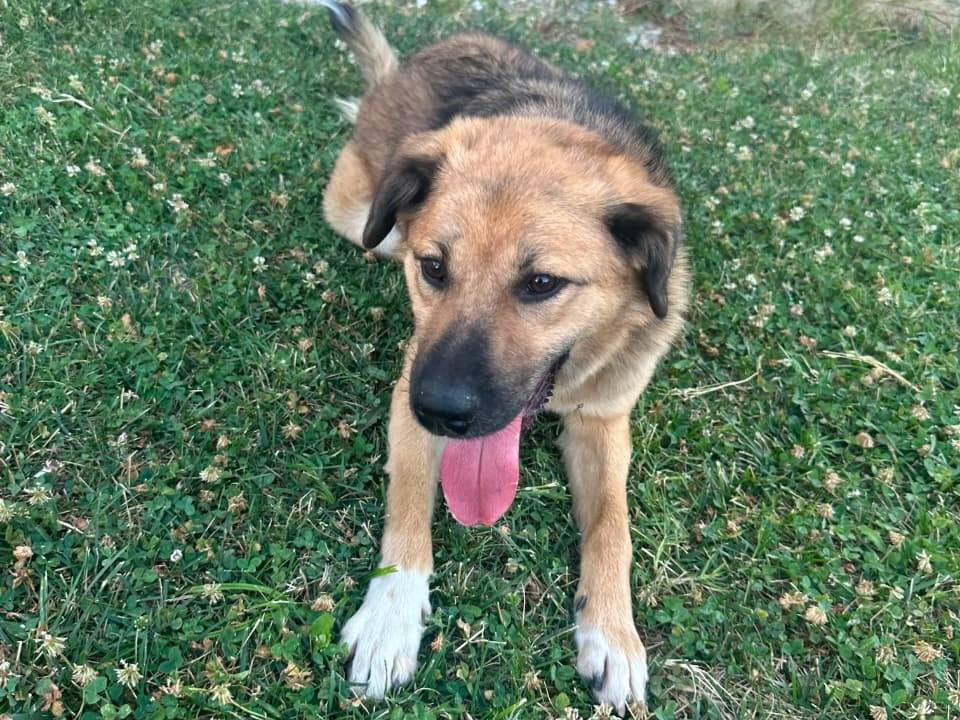 Adotta un cane, femmina, 2 anni, Udine