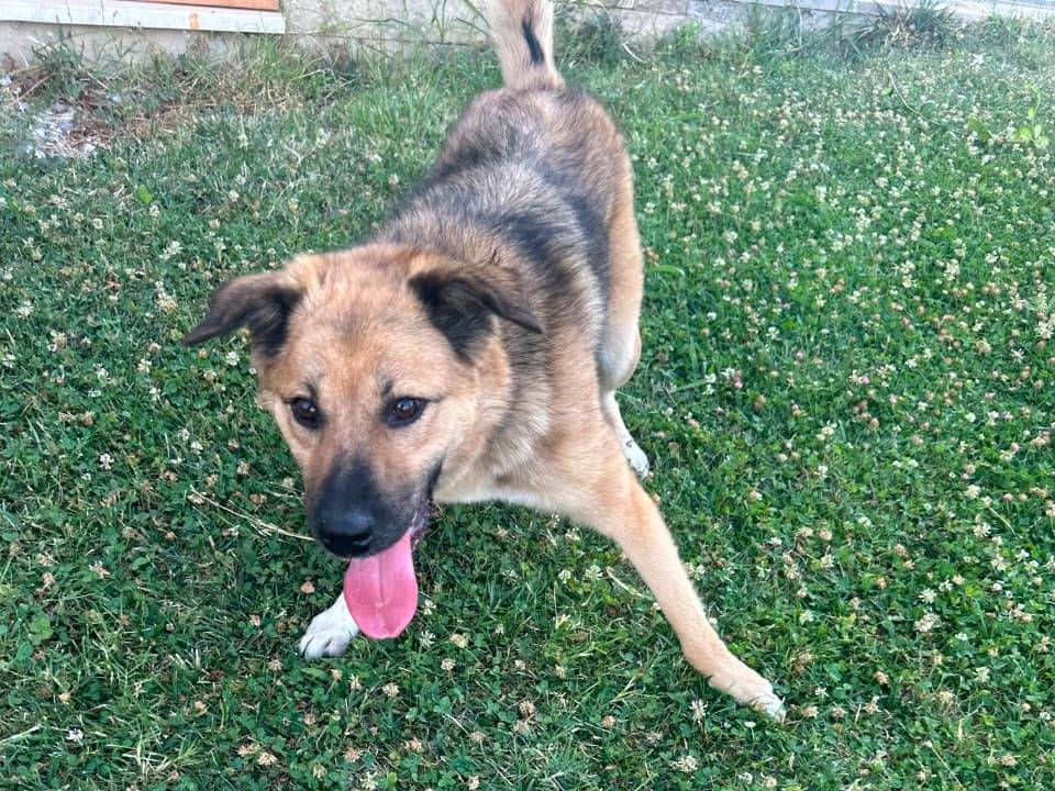 Adotta un cane, taglia media, femmina, Udine