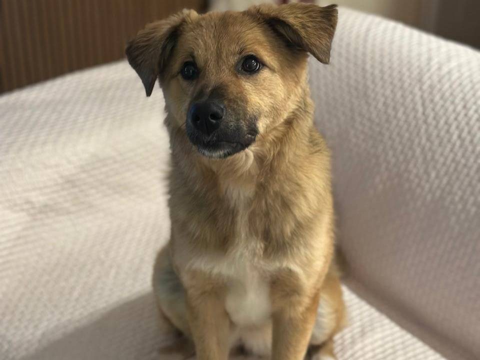 Adotta il cane Cherry a Udine