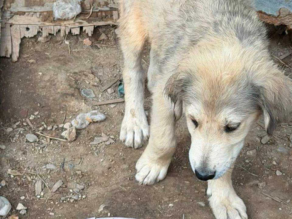 Vuoi adottare un cane a Udine?