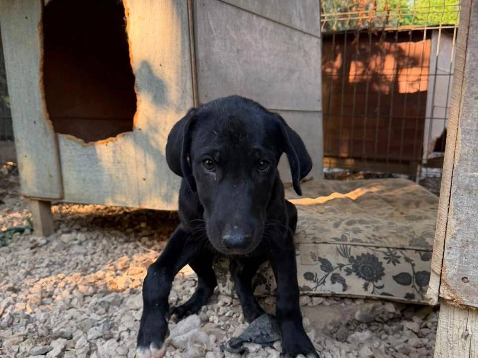 Adotta un cane, taglia media, maschio, Udine