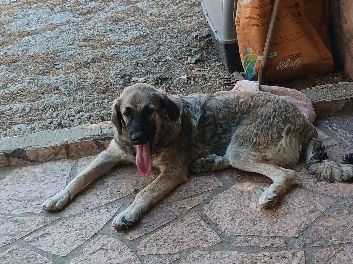 Adotta un cane, femmina, 6 mesi, Udine