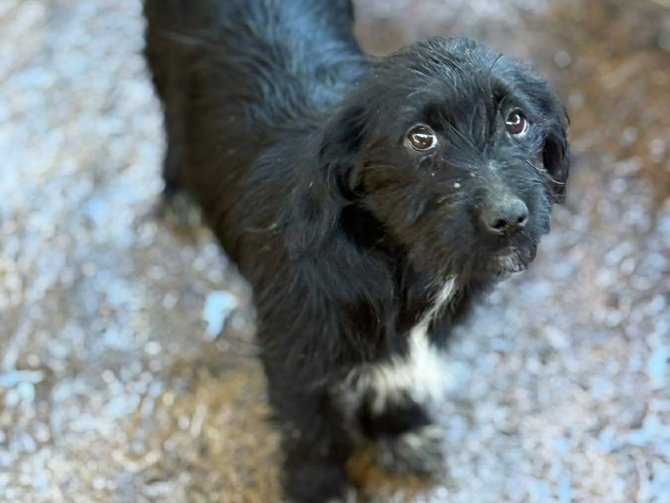 Adotta un cane, femmina, 4 mesi, Firenze