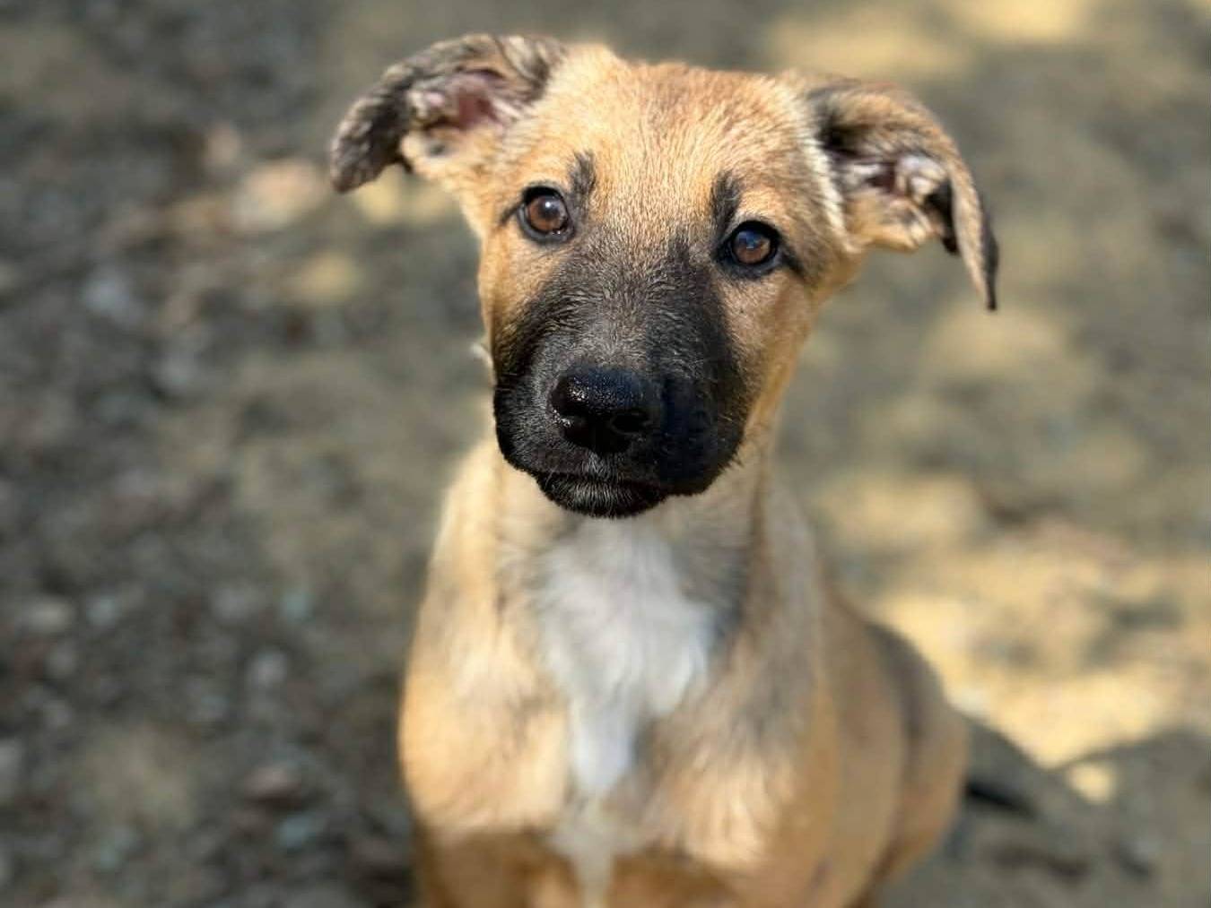 Adotta un cane, taglia media, maschio, Firenze