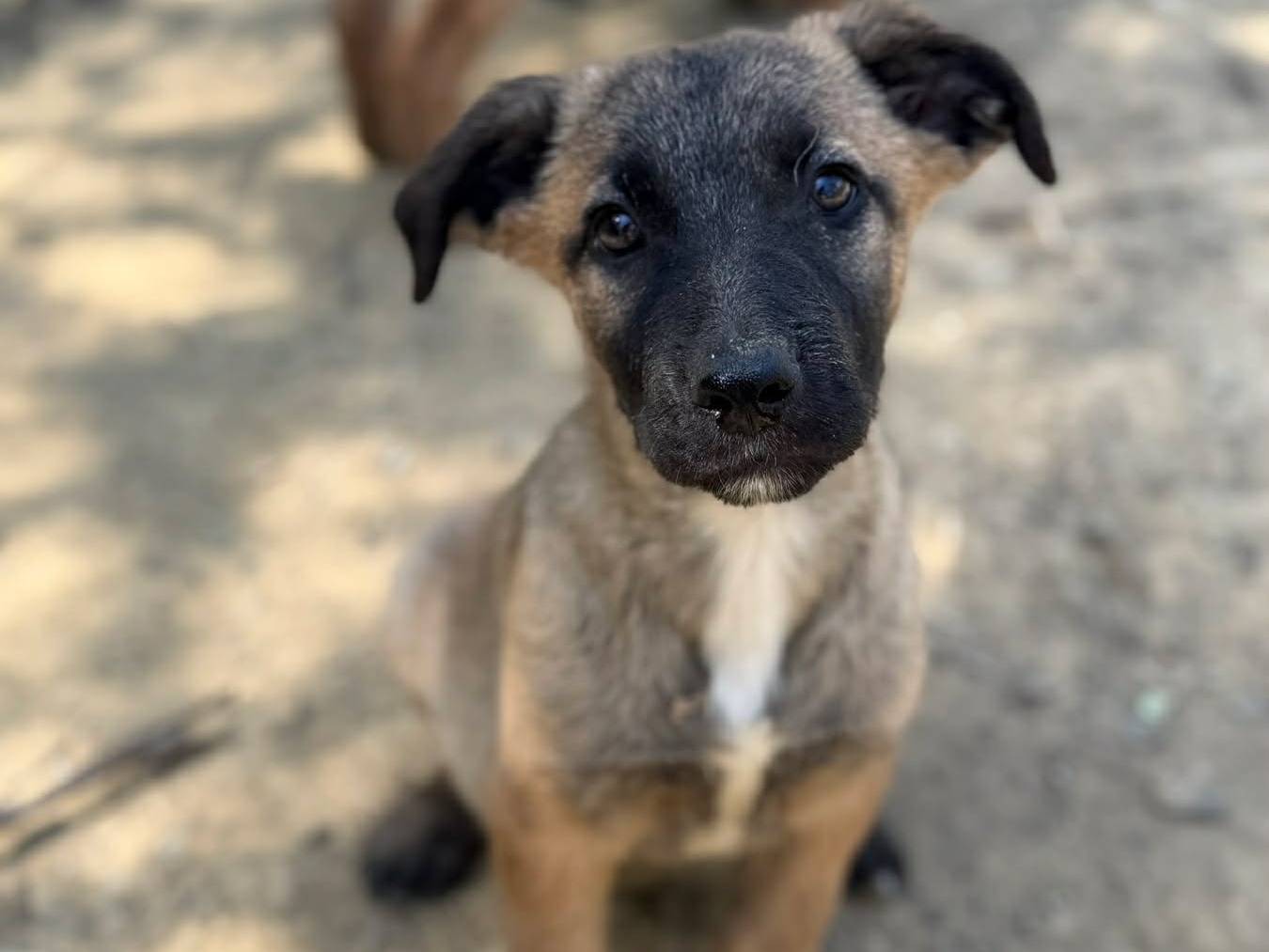 Vuoi adottare un cane a Firenze?