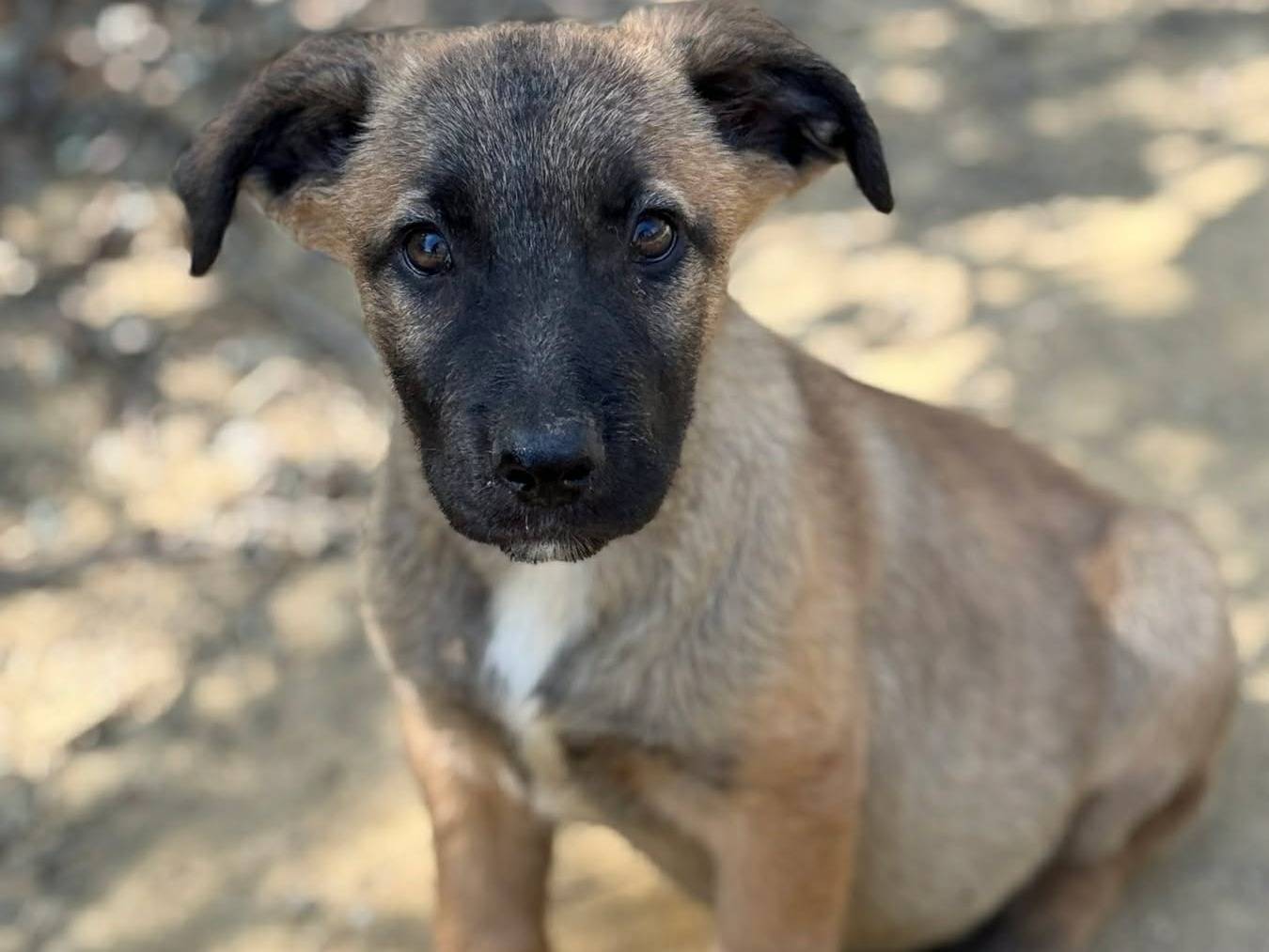 Adotta il cane FABIO FRED e FRIDOLF a Firenze