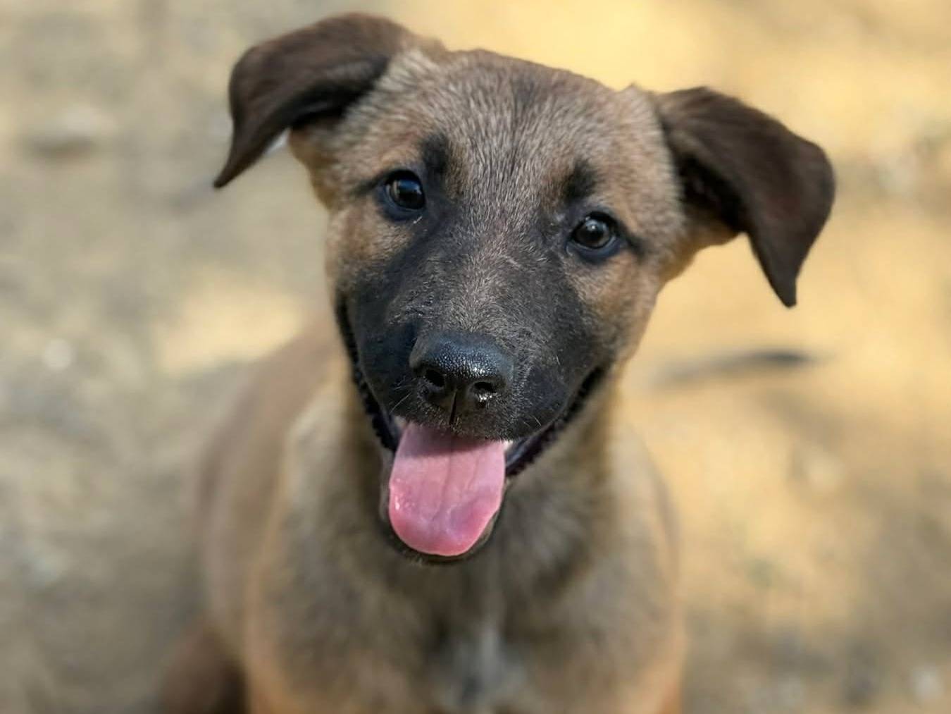 Adotta un cane, maschio, 3 mesi, Firenze