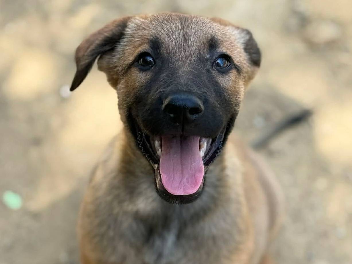 Adozione cane, maschio, Razza sconosciuta Razza sconosciuta, 3 mesi, taglia media, Firenze