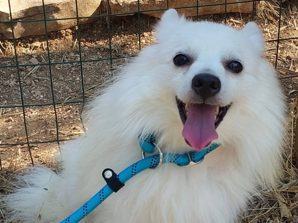 Adozione cane, maschio, Razza sconosciuta Razza sconosciuta, 2 anni, taglia piccola, Pavia