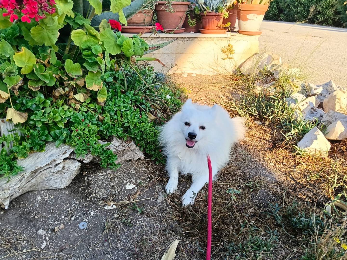 Adotta un cane, maschio, 2 anni, Pavia