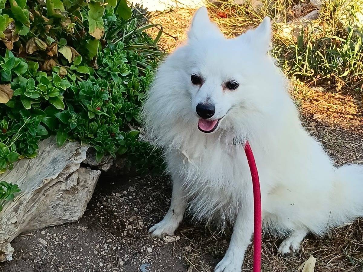 Adotta un cane, taglia piccola, maschio, Pavia