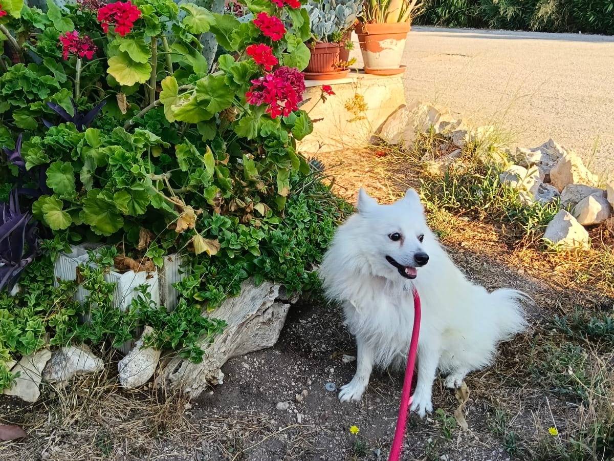 Vuoi adottare un cane a Pavia?
