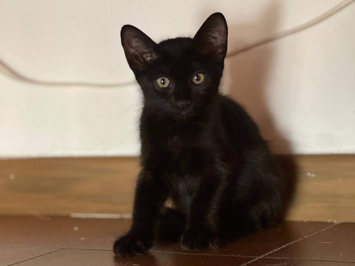 Adozione gatto, femmina, Razza sconosciuta Razza sconosciuta, 3 mesi, taglia non valida, Parma