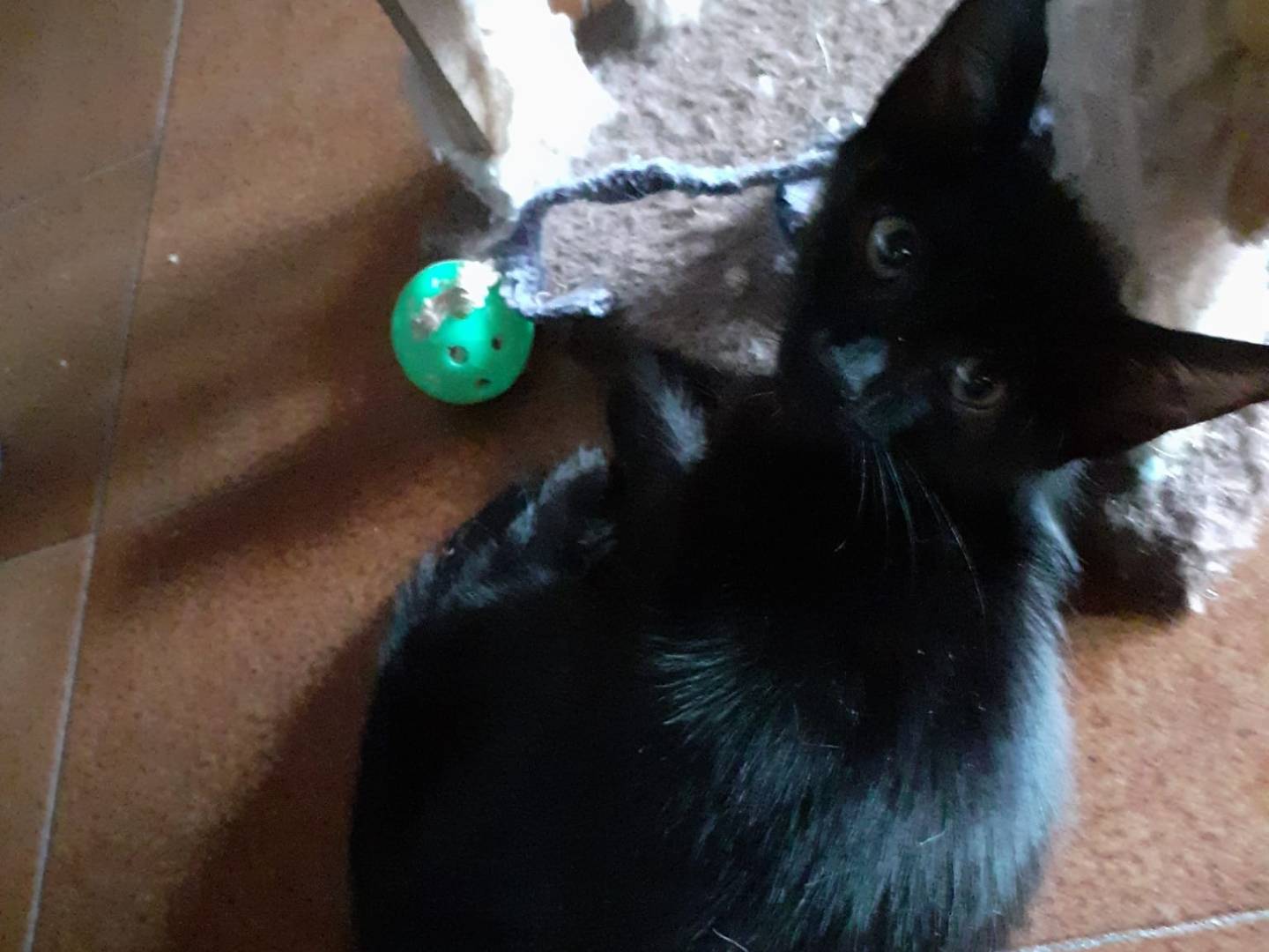Adotta un gatto, femmina, 3 mesi, Parma