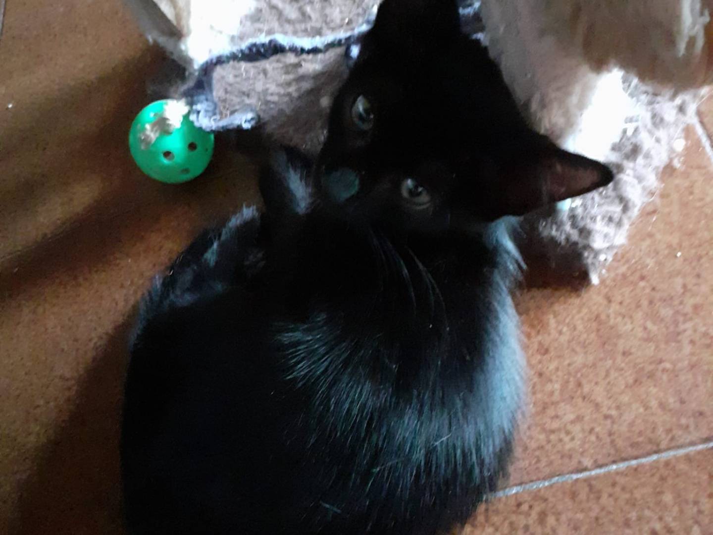 Adotta un gatto, taglia non valida, femmina, Parma