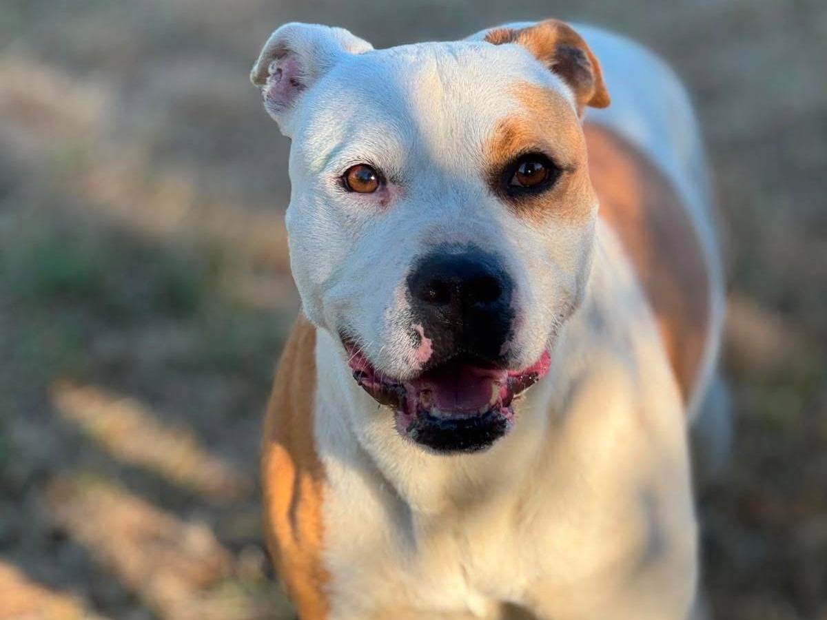 Adozione cane, femmina, Pitbull Razza sconosciuta, 6 anni, taglia media, Bari