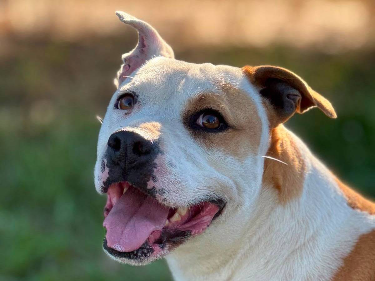 Adotta un cane, femmina, 6 anni, Bari