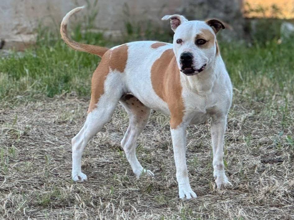 Adotta un cane, taglia media, femmina, Bari