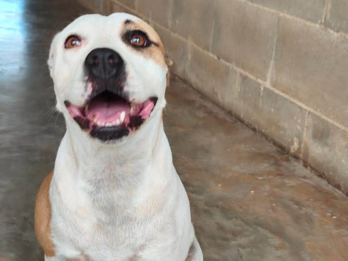 Vuoi adottare un cane a Bari?