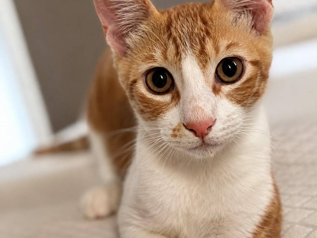 Adozione gatto, maschio, Razza sconosciuta Razza sconosciuta, 6 mesi, taglia non valida, Trapani