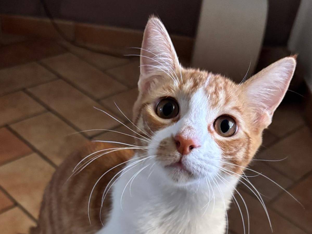 Adotta un gatto, maschio, 6 mesi, Trapani