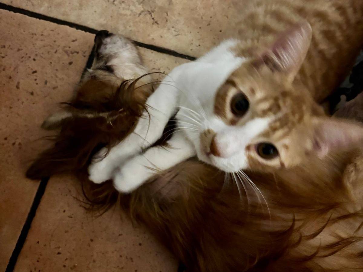 Adotta un gatto, taglia non valida, maschio, Trapani