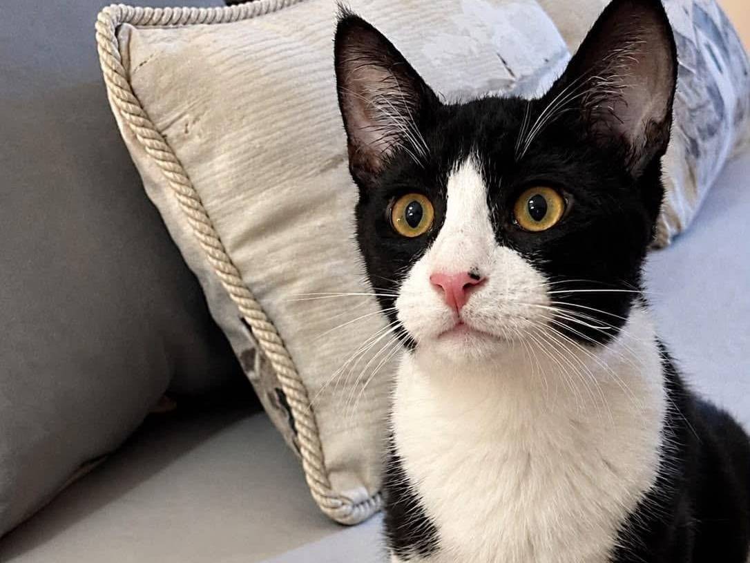 Adozione gatto, maschio, Razza sconosciuta Razza sconosciuta, 6 mesi, taglia non valida, Trapani