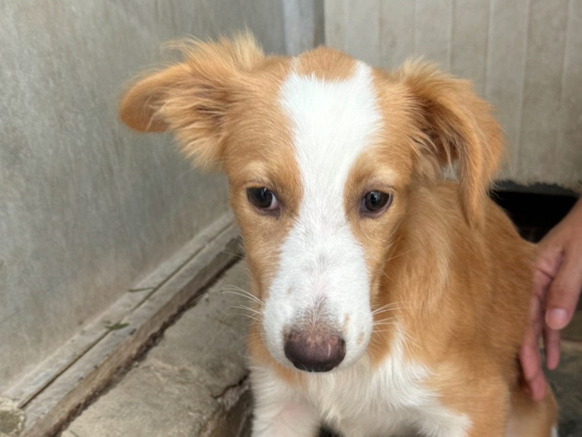 Vuoi adottare un cane a Trapani?