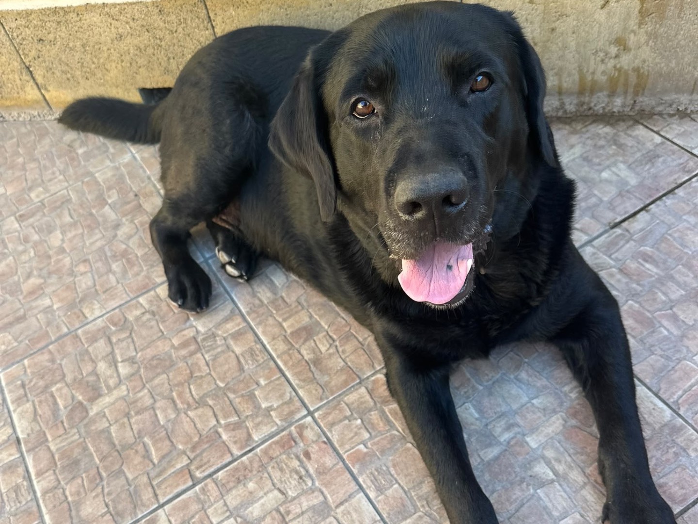Adozione cane, maschio, Razza sconosciuta Razza sconosciuta, 5 anni, taglia media, Messina