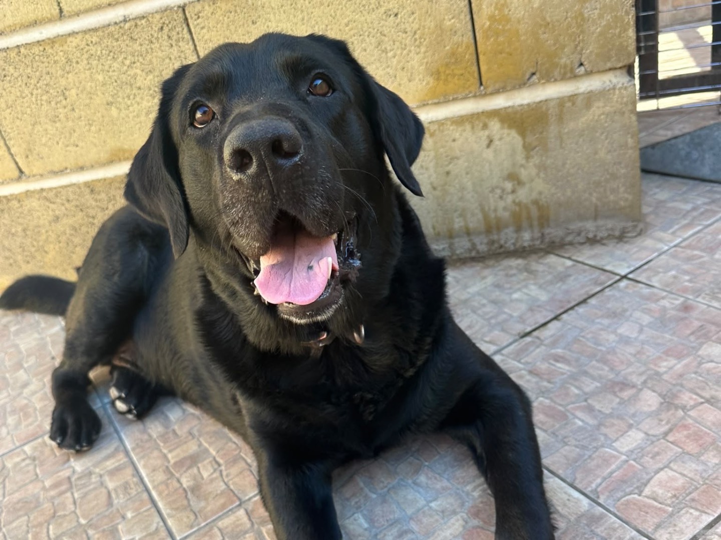 Adotta un cane, maschio, 5 anni, Messina