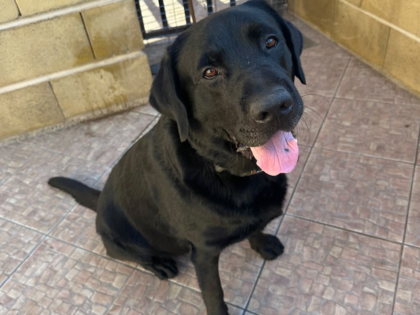 Adotta un cane, taglia media, maschio, Messina