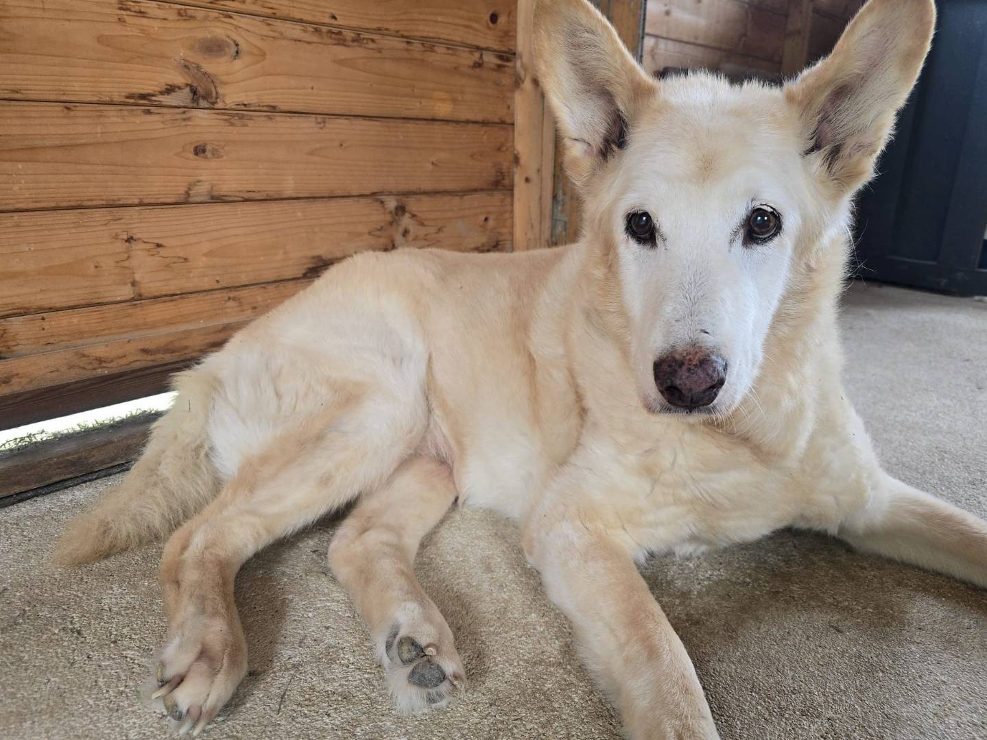 Adotta un cane, maschio, 12 anni e 1 mese, Frosinone