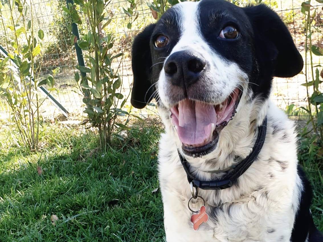 Adotta un cane, maschio, 11 anni e 1 mese, Frosinone