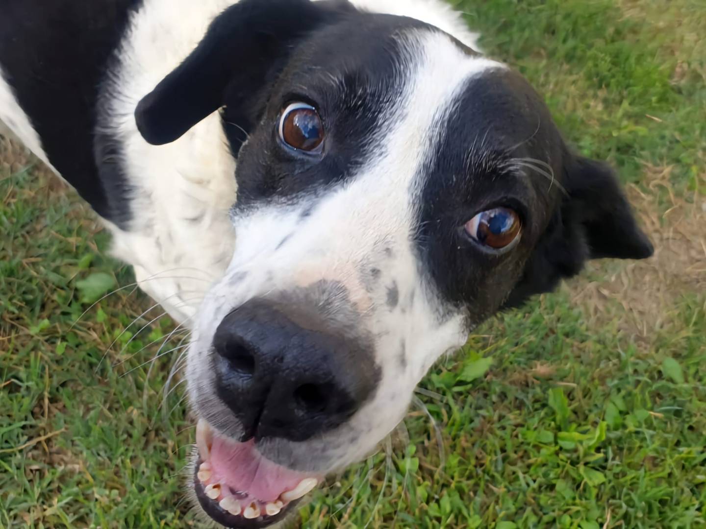 Adotta un cane, taglia grande, maschio, Frosinone