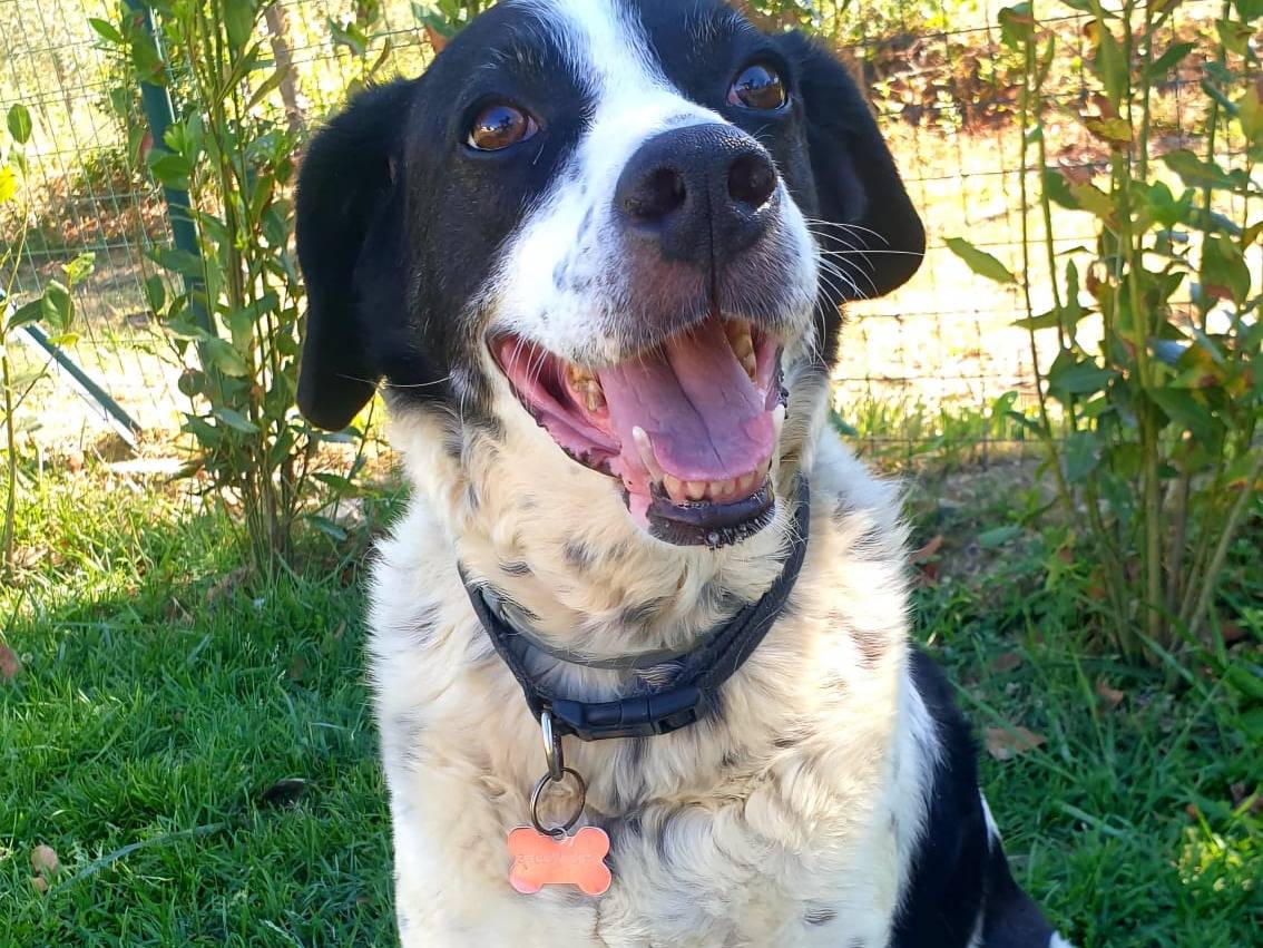 Vuoi adottare un cane a Frosinone?