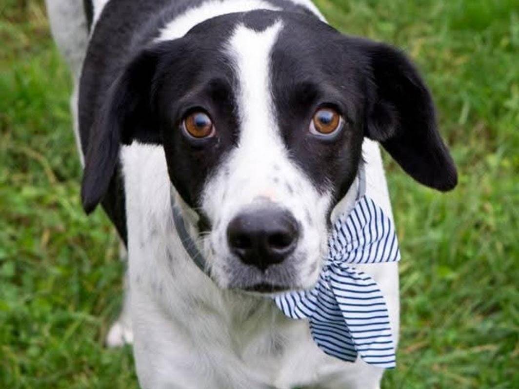 Adotta il cane Teo a Frosinone
