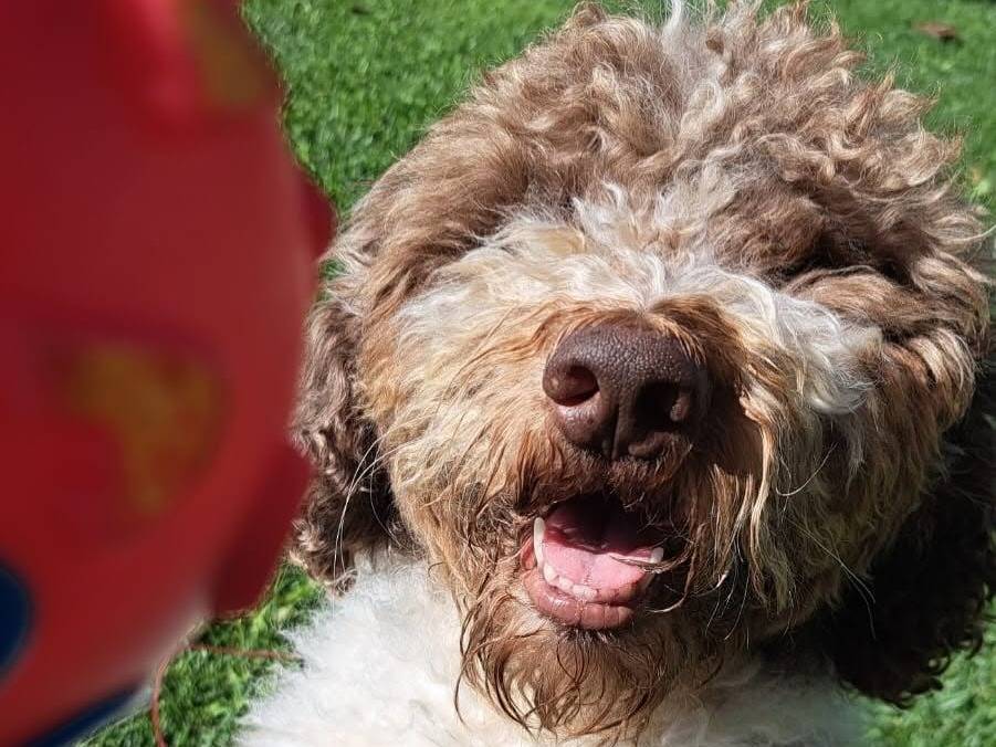 Adozione cane, maschio, Lagotto Razza sconosciuta, 6 anni, taglia piccola, Pisa