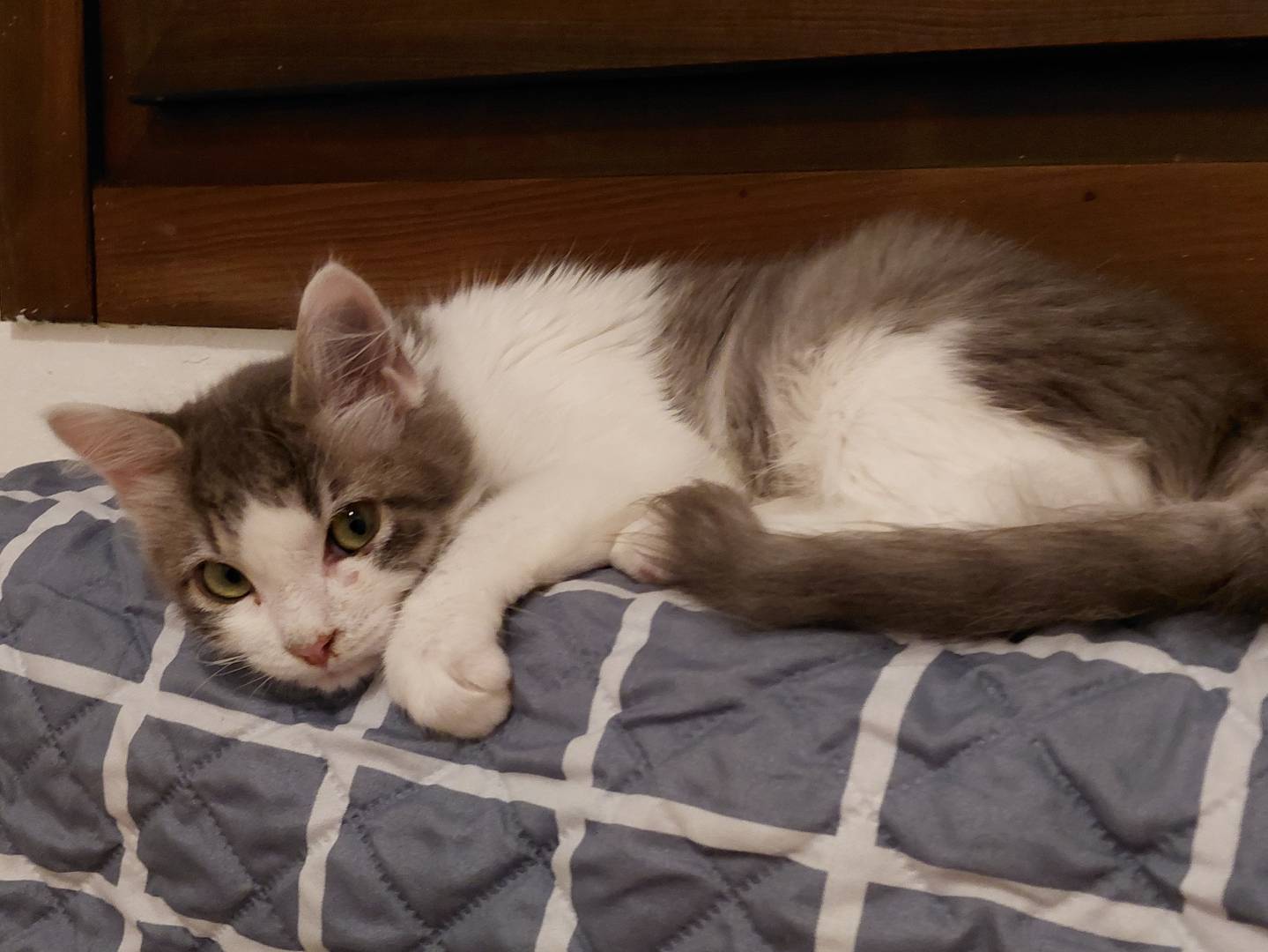Adotta un gatto, maschio, 3 mesi, Brescia