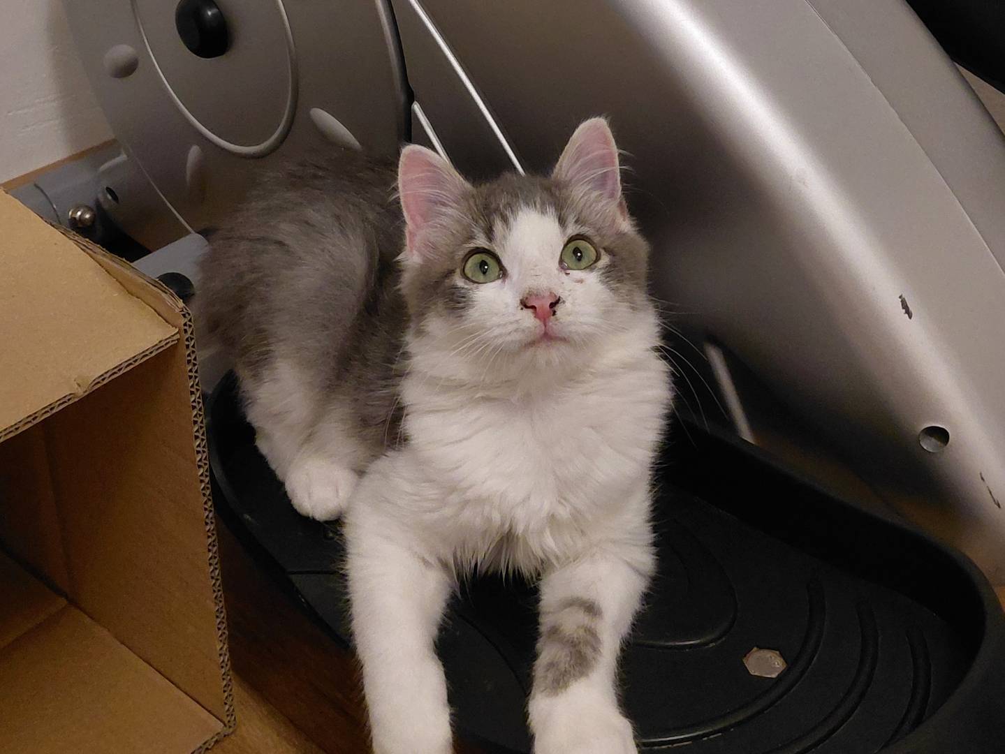 Vuoi adottare un gatto a Brescia?