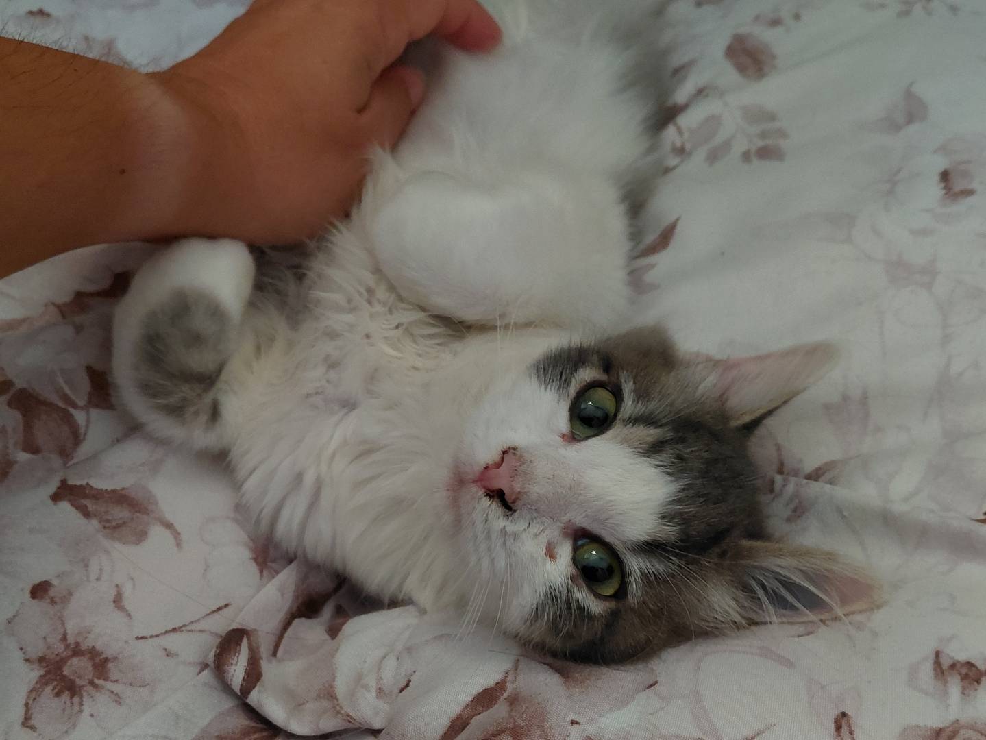 Adotta un gatto, taglia non valida, maschio, Brescia