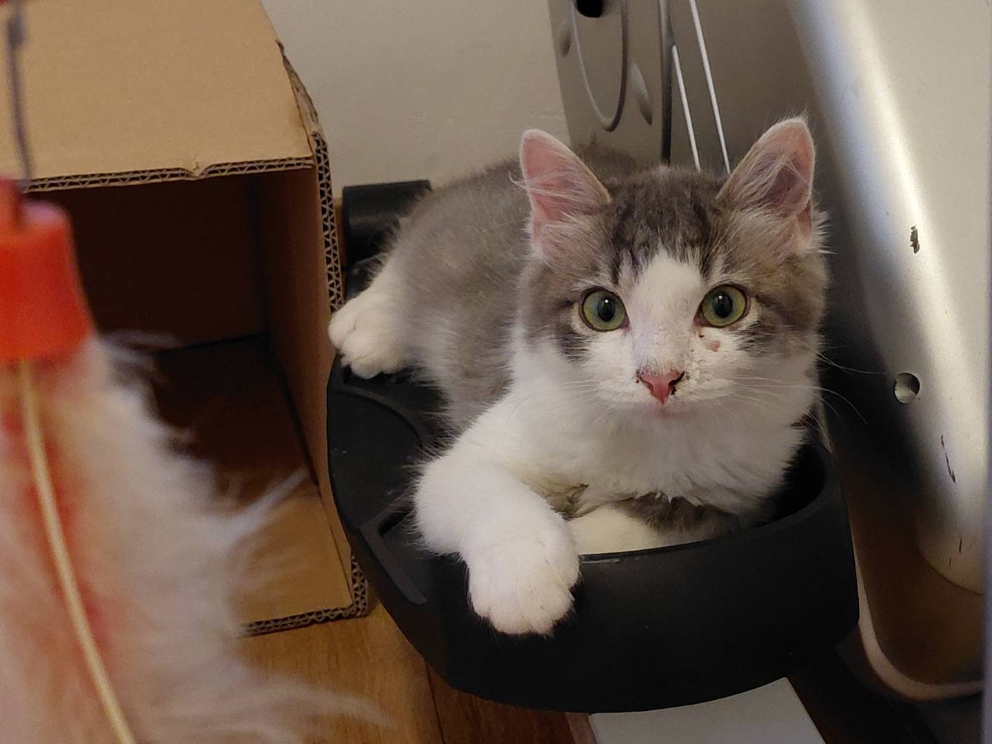 Adozione gatto, maschio, Razza sconosciuta Razza sconosciuta, 3 mesi, taglia non valida, Brescia