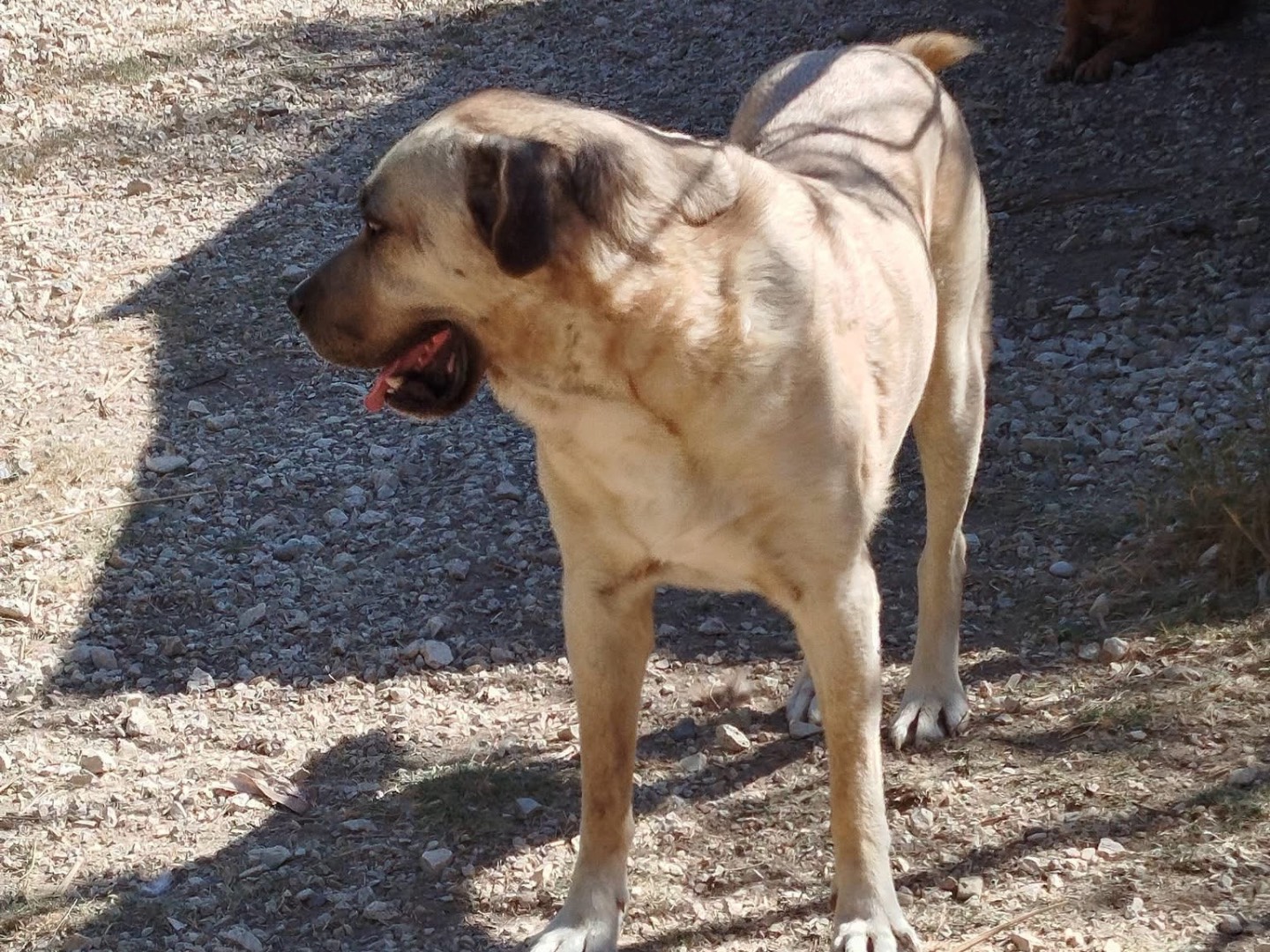 Adotta un cane, maschio, 4 anni e 4 mesi, Agrigento